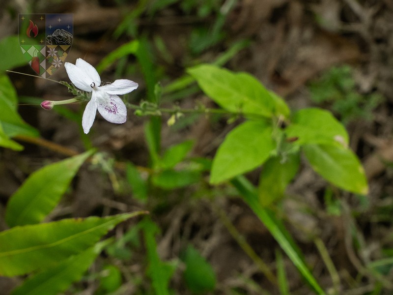 Pseuderanthemum haikangense