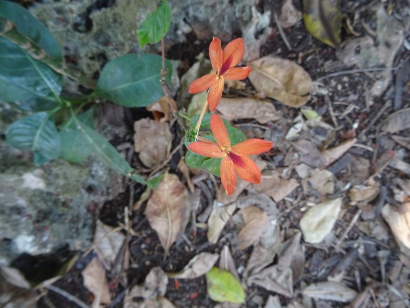 Pseuderanthemum hildebrandtii