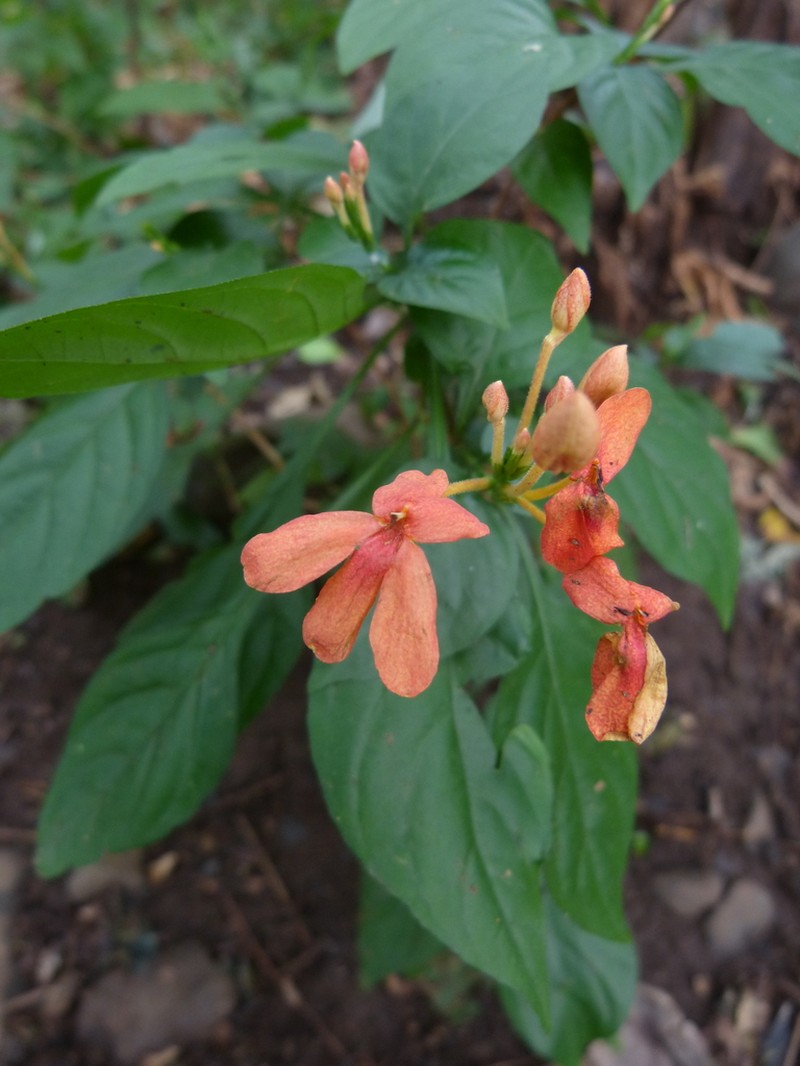 Pseuderanthemum hildebrandtii photo 3