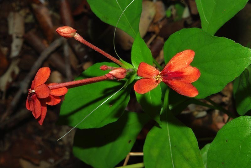 Pseuderanthemum hildebrandtii photo 5