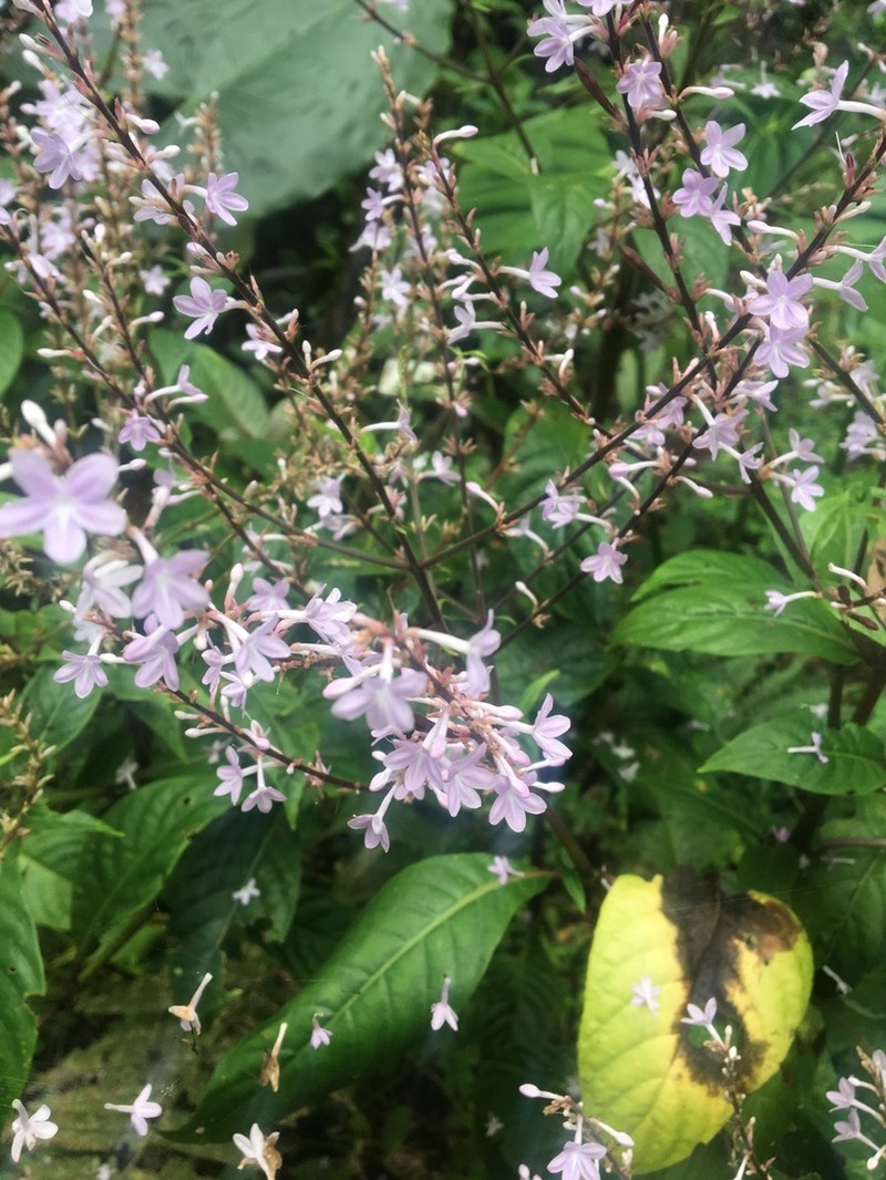 Pseuderanthemum hookerianum