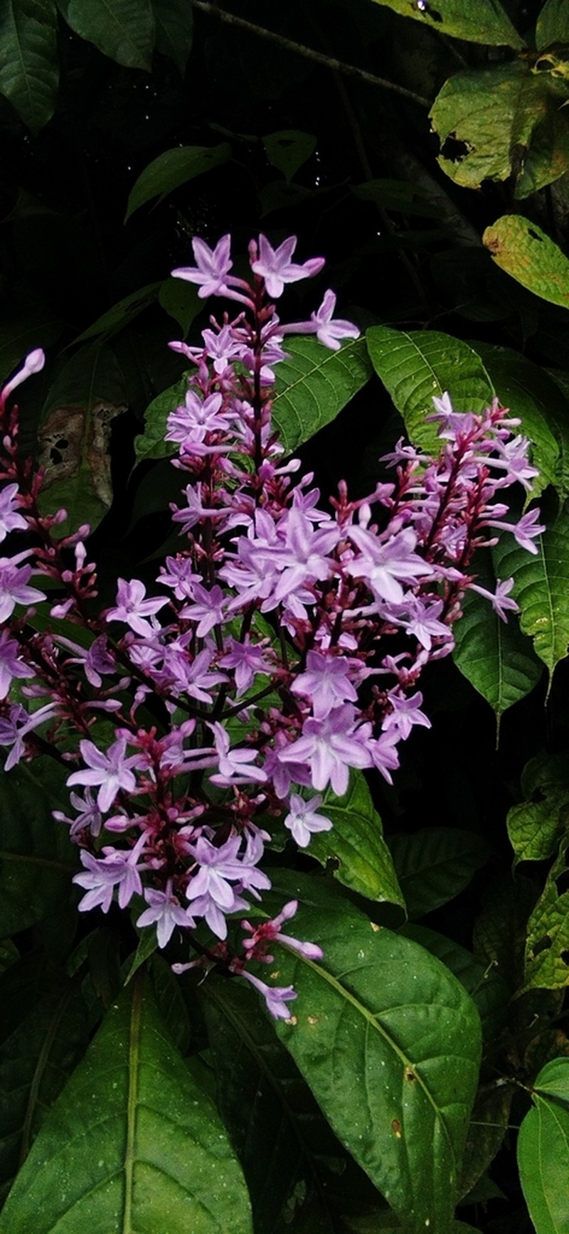 Pseuderanthemum hookerianum photo 2