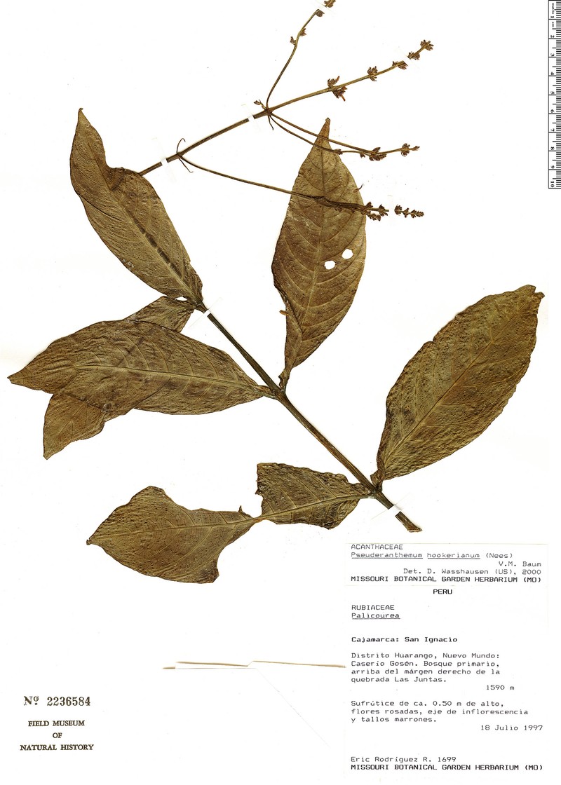Pseuderanthemum hookerianum photo 3