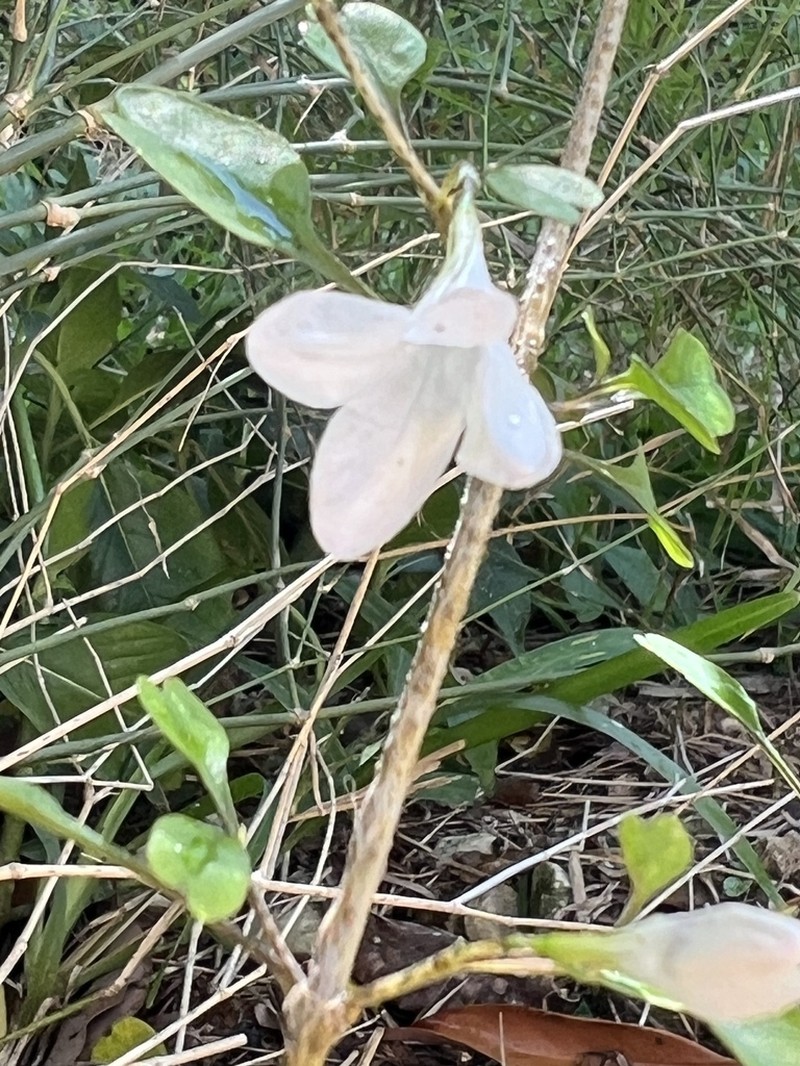 Pseuderanthemum incisum