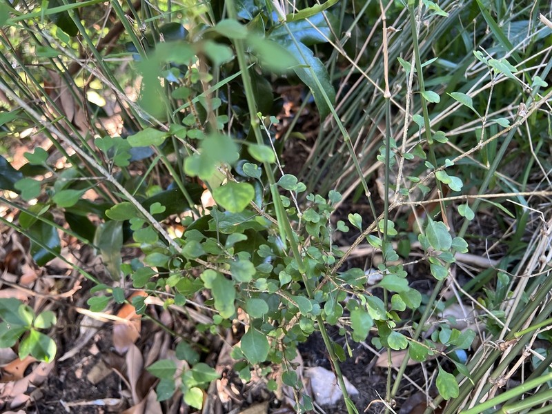 Pseuderanthemum incisum photo 2