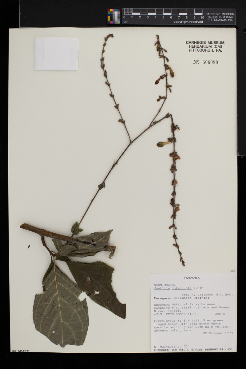 Pseuderanthemum interruptum