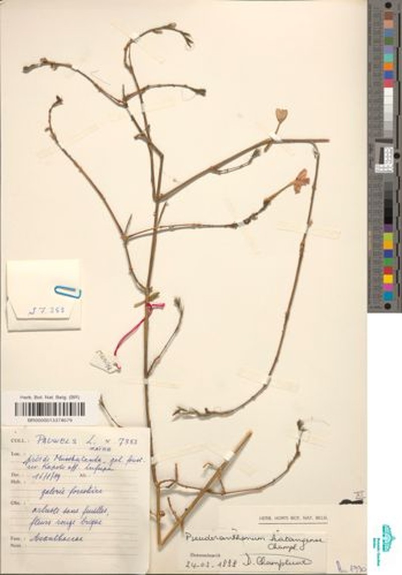 Pseuderanthemum katangense