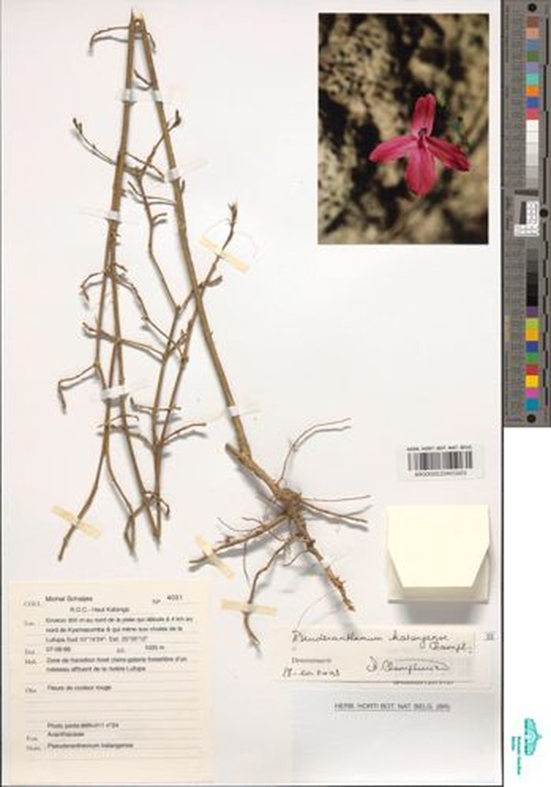 Pseuderanthemum katangense photo 2