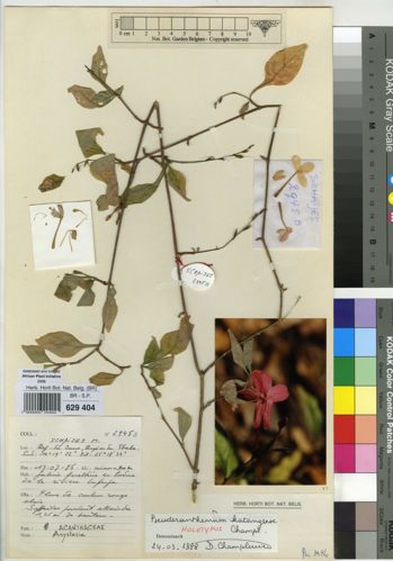 Pseuderanthemum katangense photo 3