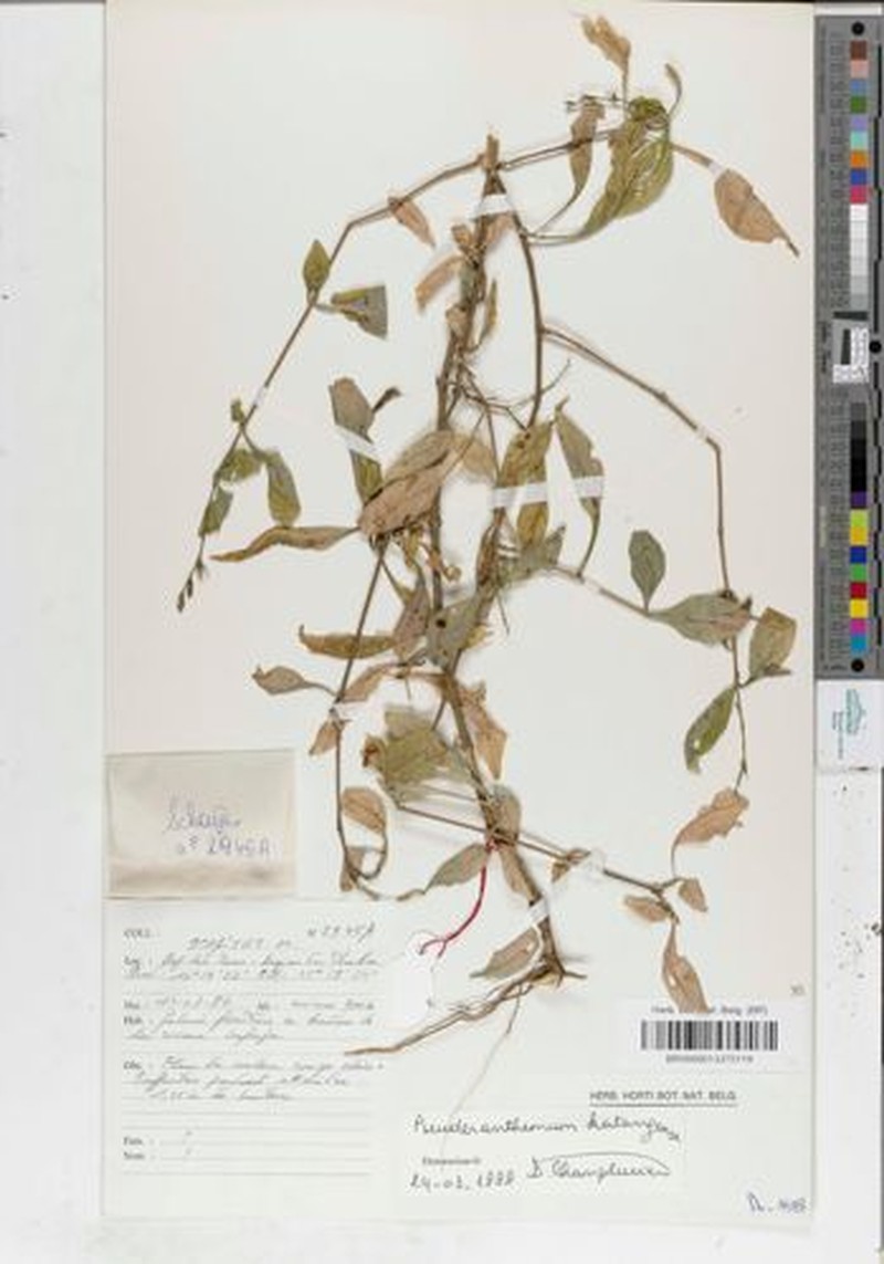 Pseuderanthemum katangense photo 4