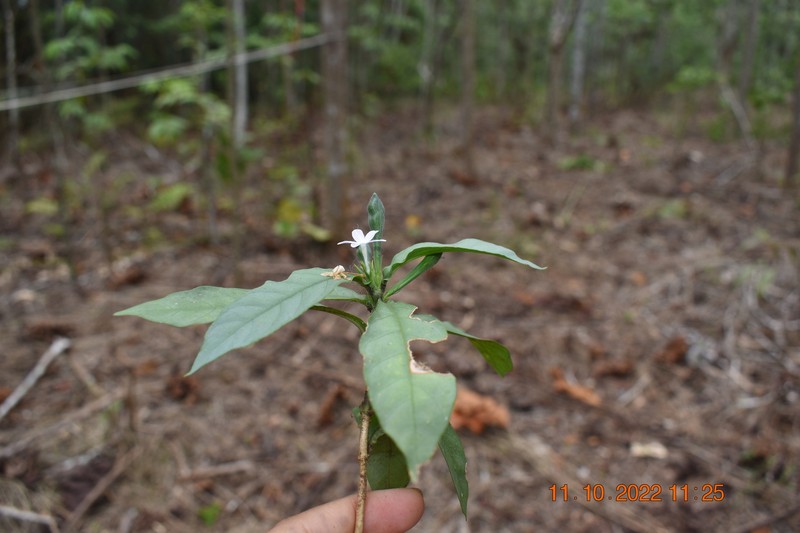 Pseuderanthemum lanceolatum photo 5