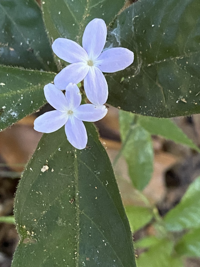 Pseuderanthemum lanceolatum photo 6