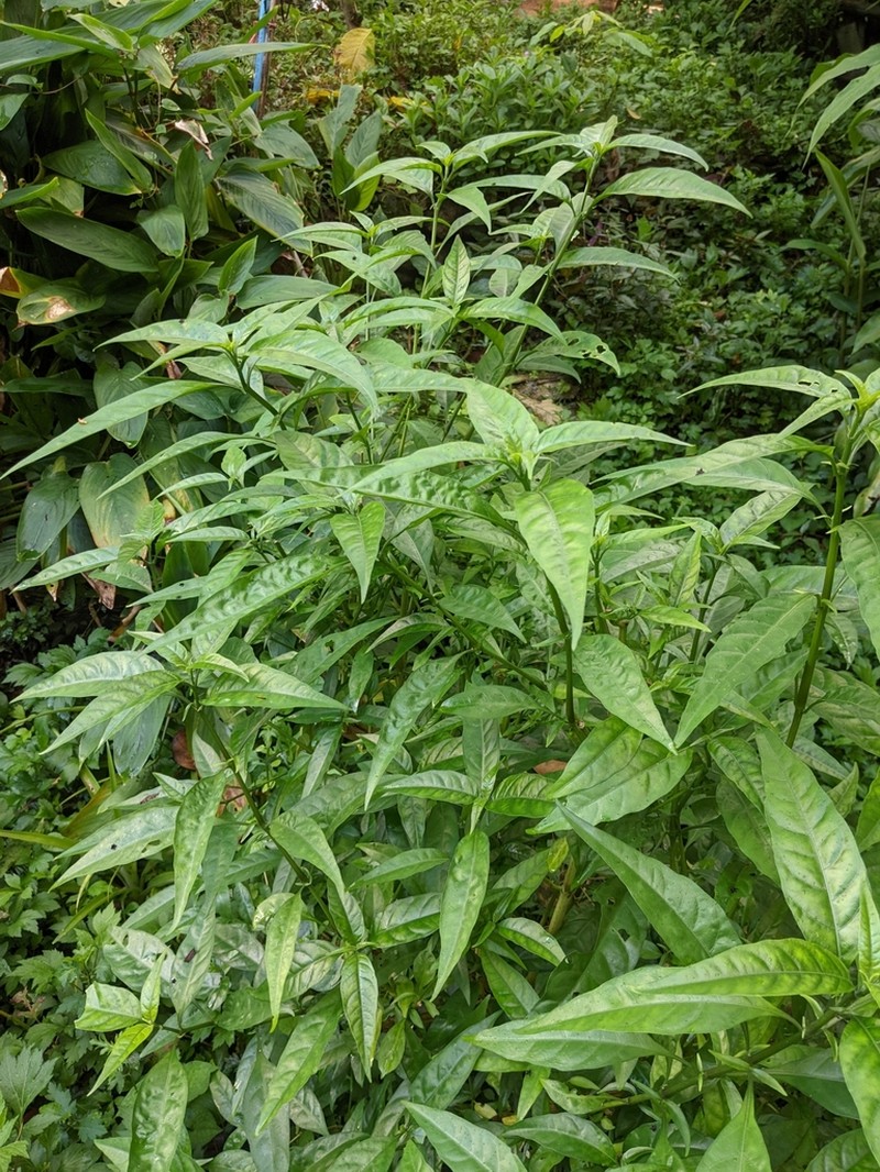 Pseuderanthemum lanceophyllum