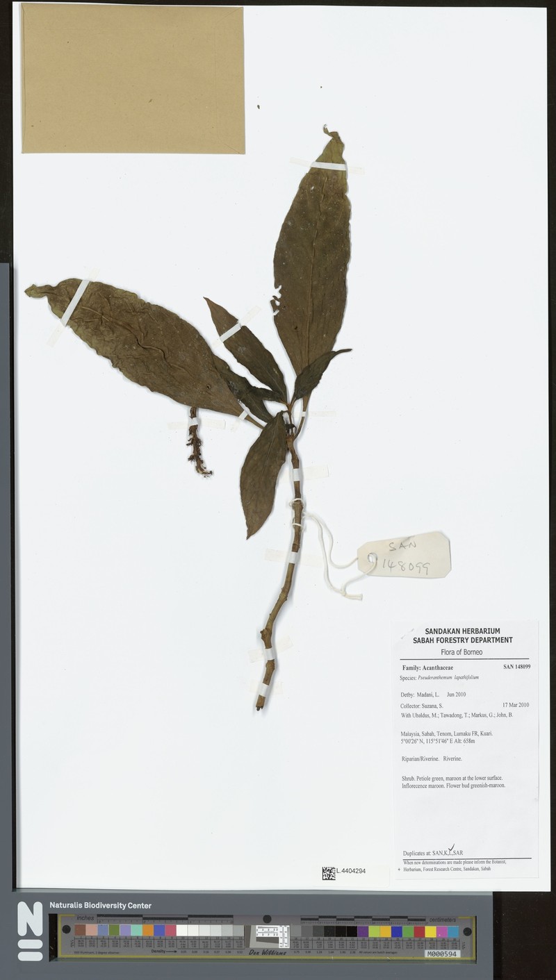 Pseuderanthemum lapathifolium