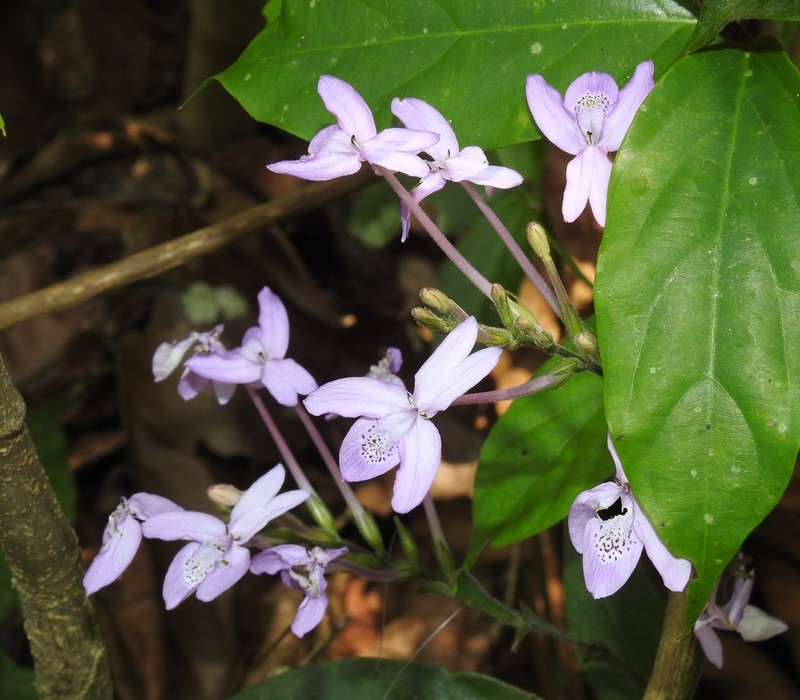 Pseuderanthemum latifolium