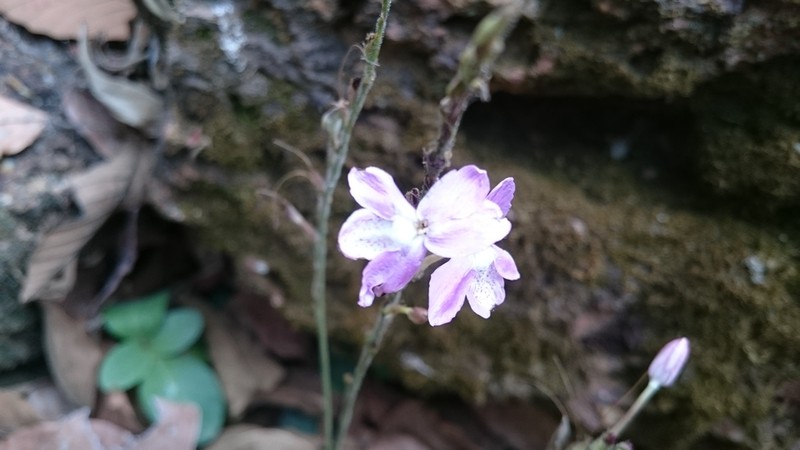 Pseuderanthemum latifolium photo 2