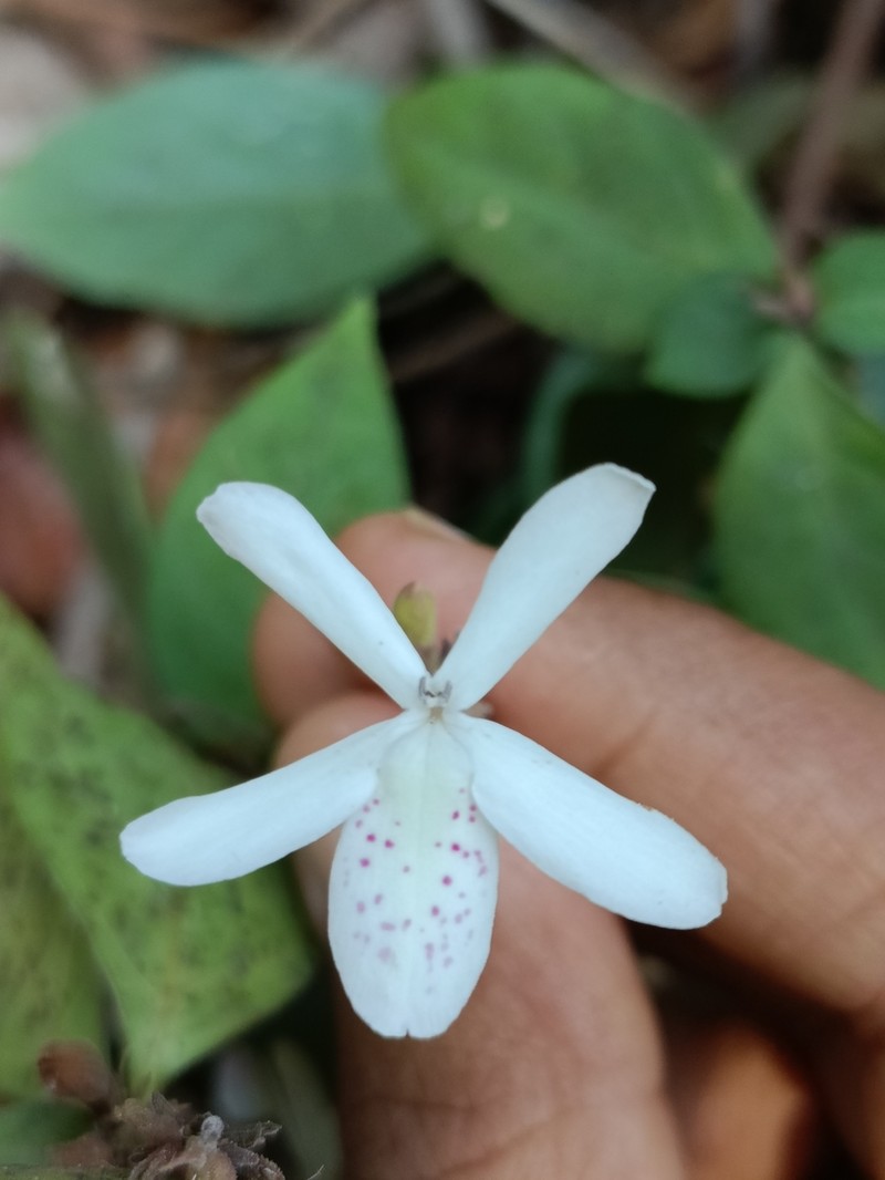 Pseuderanthemum latifolium photo 3
