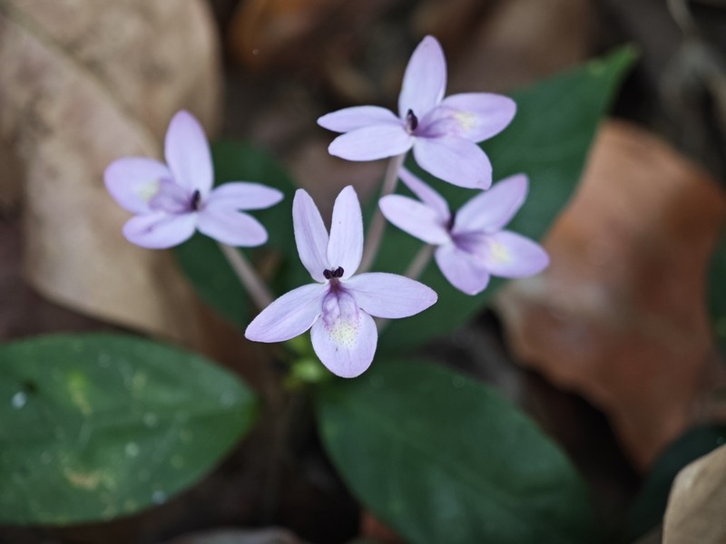 Pseuderanthemum latifolium photo 4