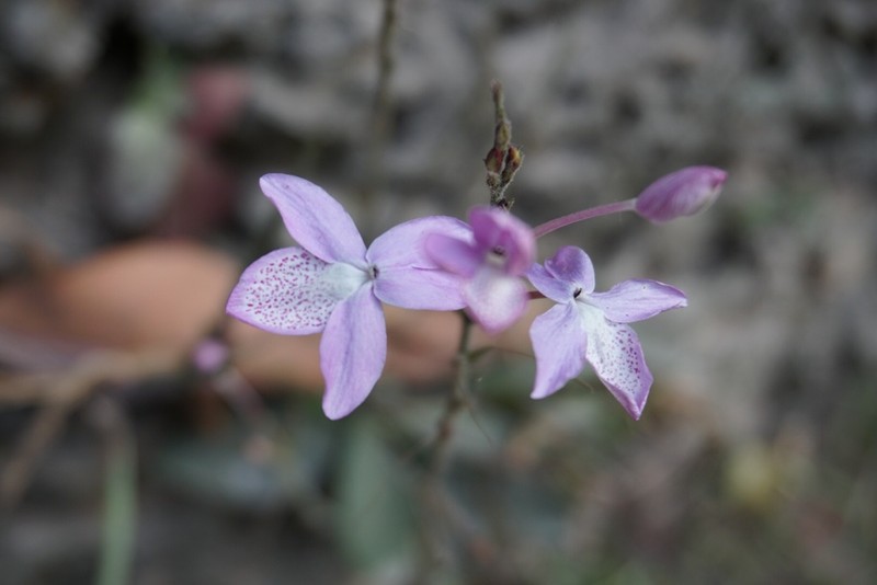 Pseuderanthemum latifolium photo 5