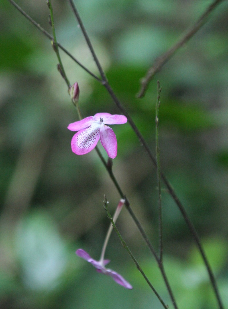 Pseuderanthemum latifolium photo 6