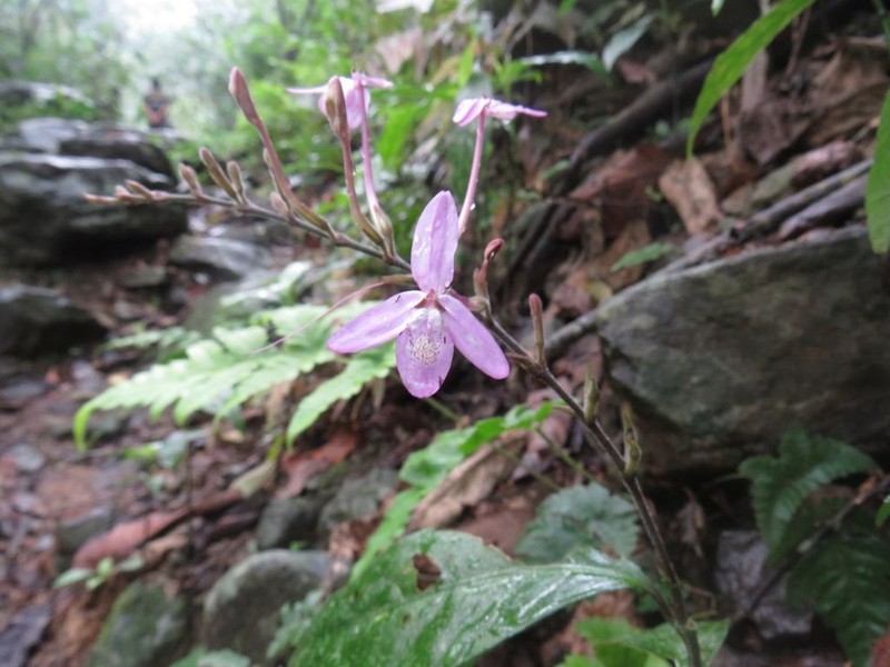 Pseuderanthemum latifolium photo 7