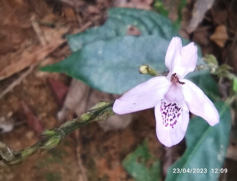 Pseuderanthemum latifolium photo 8