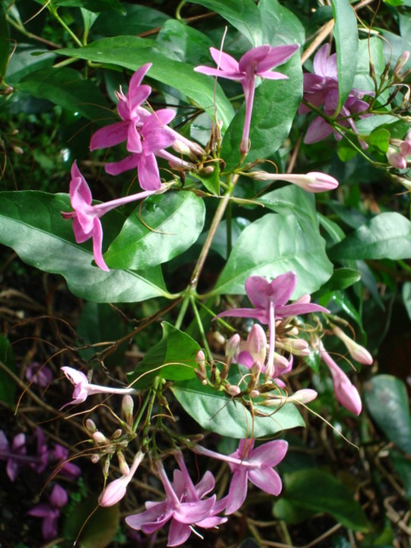 Pseuderanthemum laxiflorum