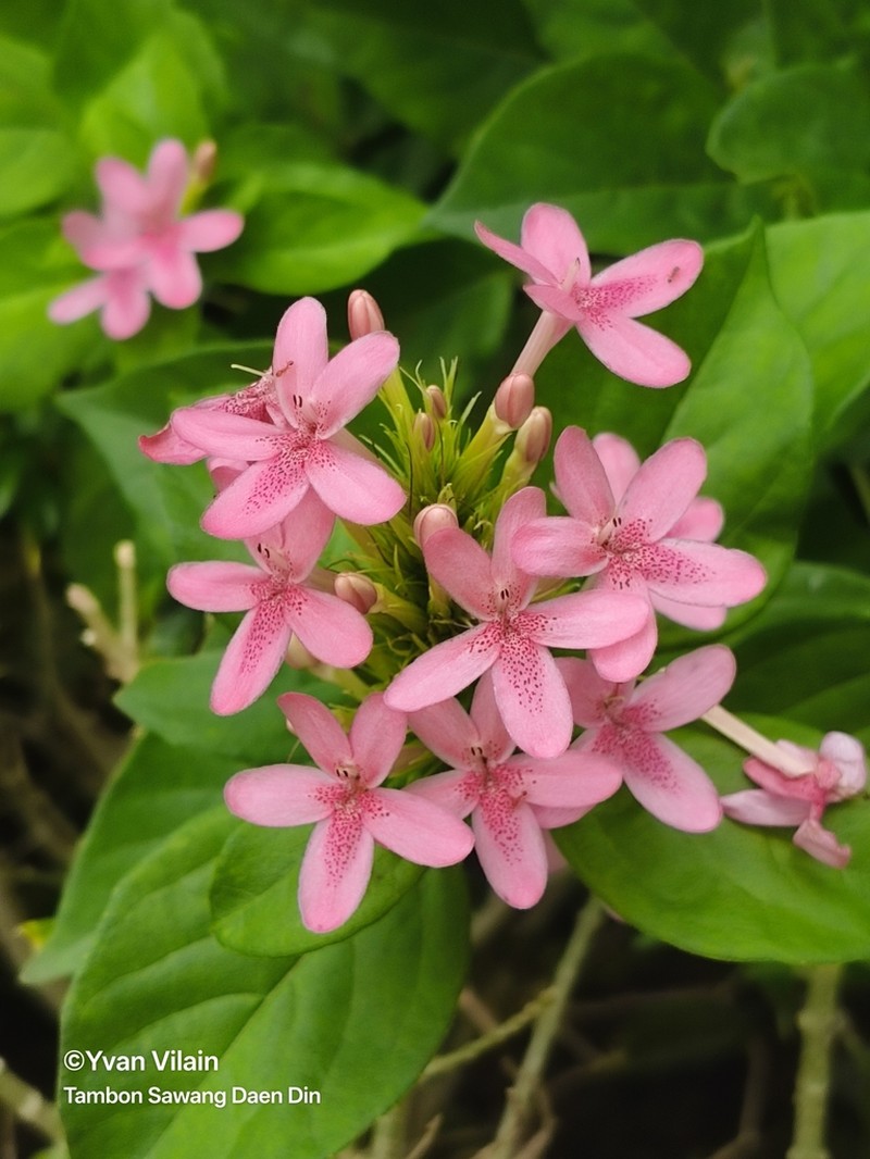 Pseuderanthemum laxiflorum photo 2
