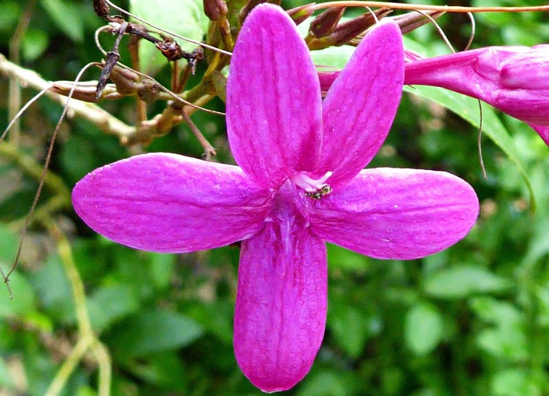 Pseuderanthemum laxiflorum photo 3