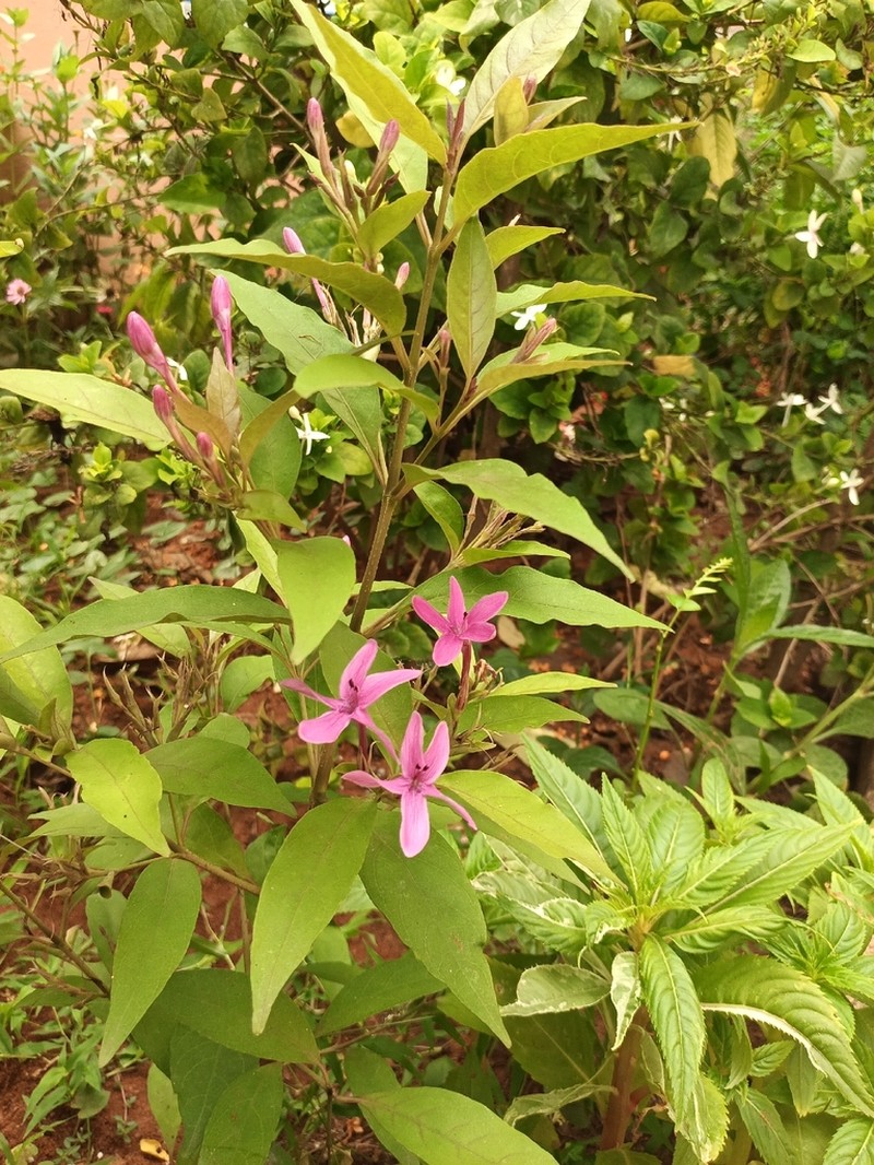 Pseuderanthemum laxiflorum photo 4