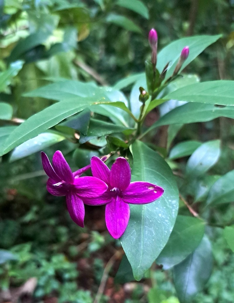 Pseuderanthemum laxiflorum photo 5
