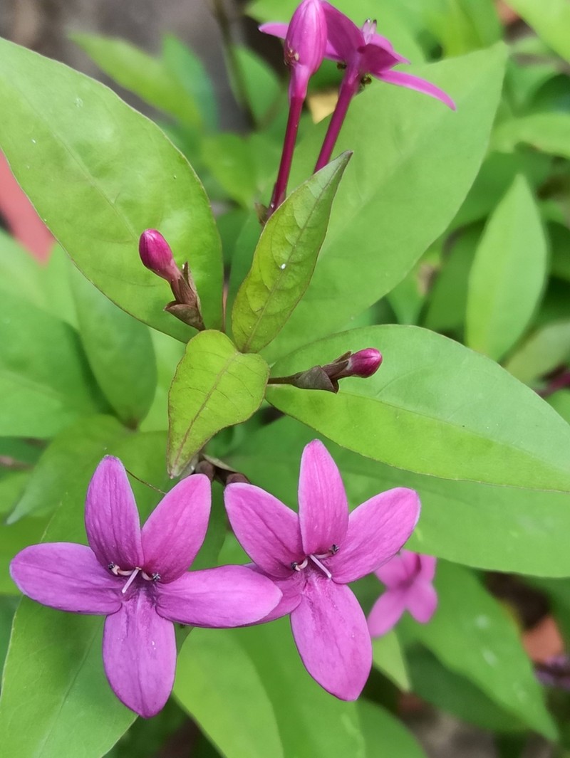 Pseuderanthemum laxiflorum photo 6