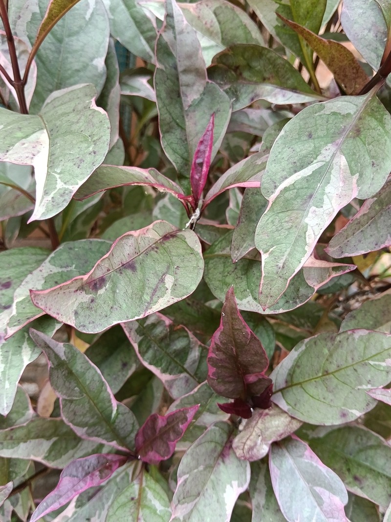 Pseuderanthemum laxiflorum photo 7