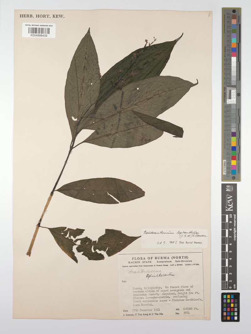 Pseuderanthemum leptanthum