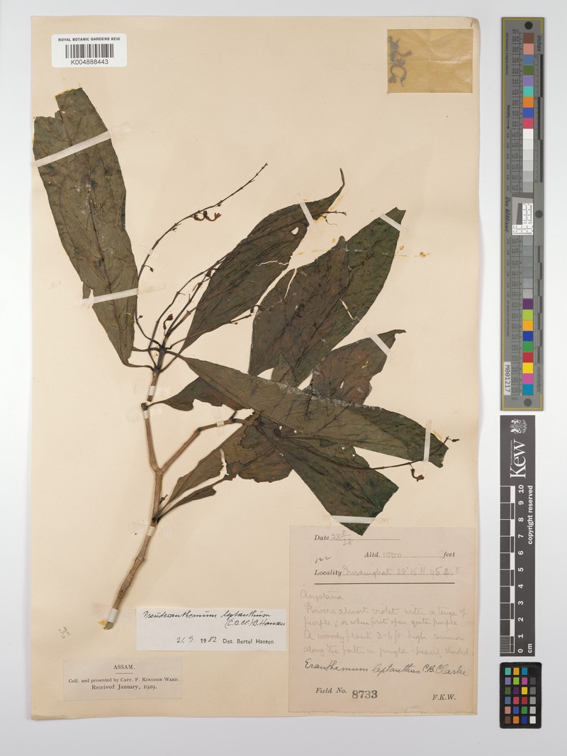 Pseuderanthemum leptanthum photo 2