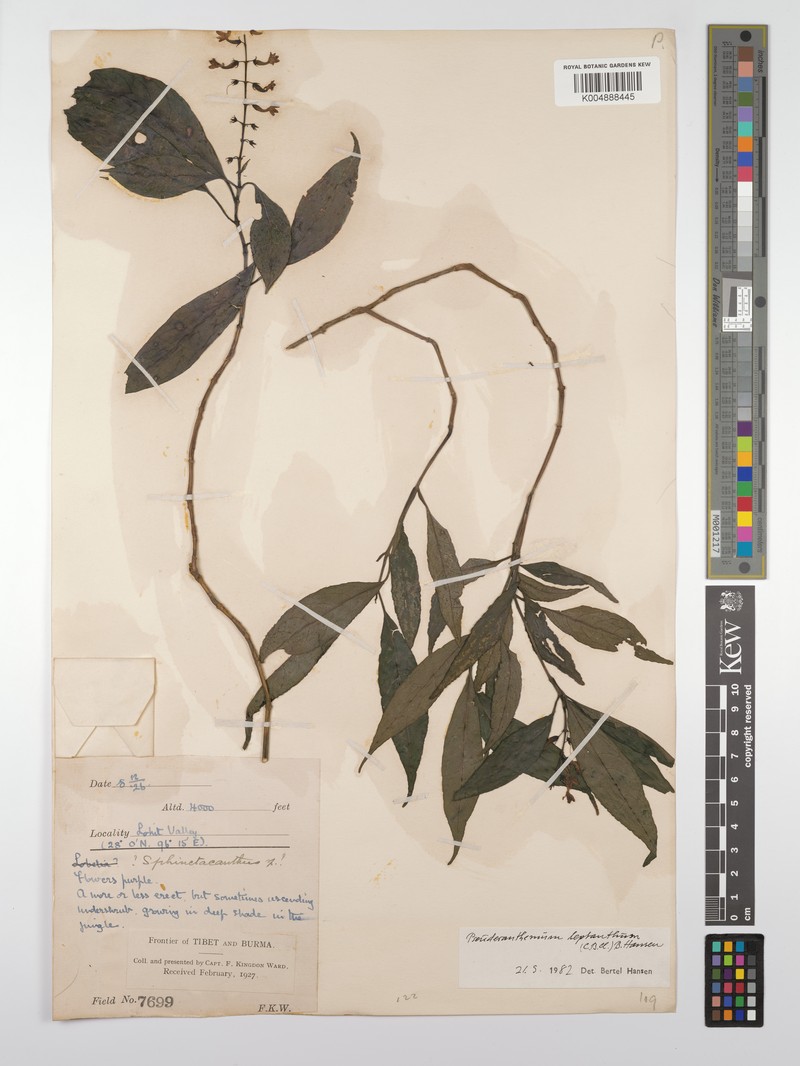 Pseuderanthemum leptanthum photo 3