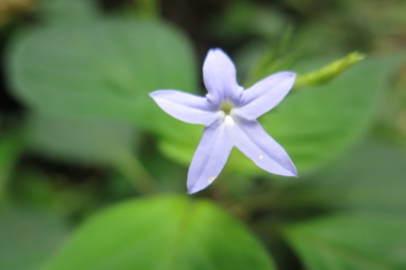 Pseuderanthemum leptorhachis