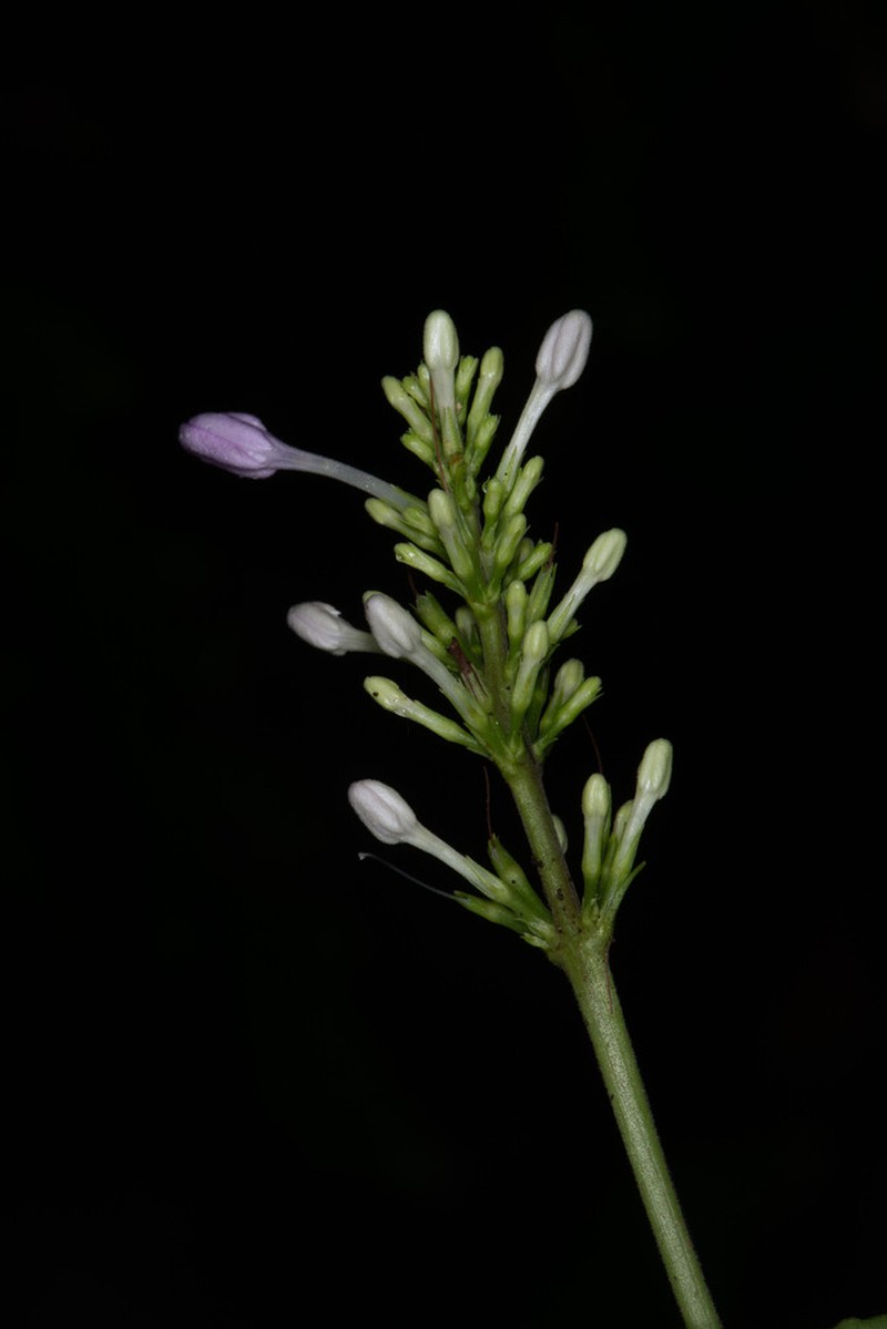 Pseuderanthemum leptorhachis photo 2