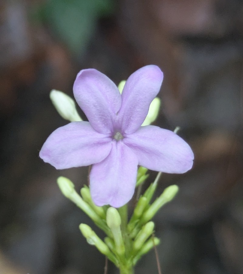 Pseuderanthemum leptorhachis photo 3