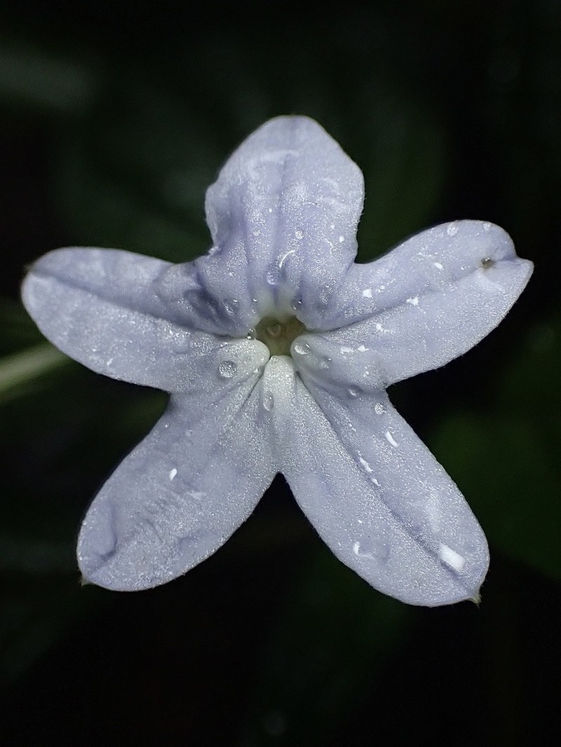 Pseuderanthemum leptorhachis photo 4