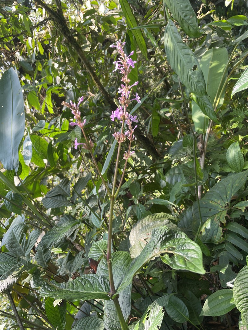 Pseuderanthemum leptorhachis photo 5