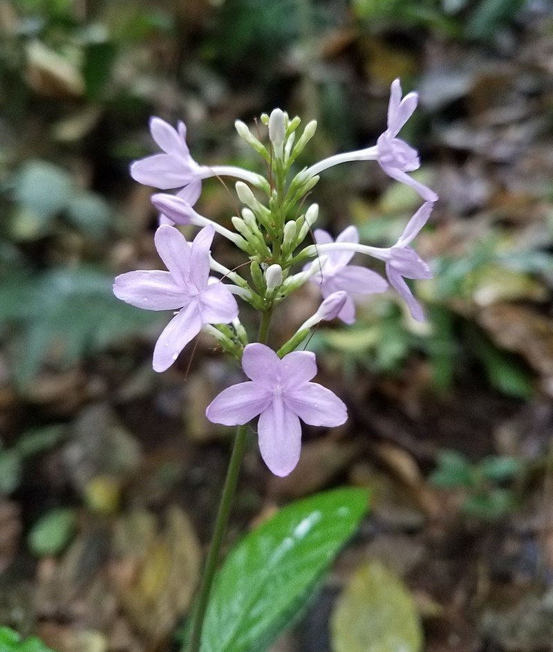 Pseuderanthemum leptorhachis photo 6