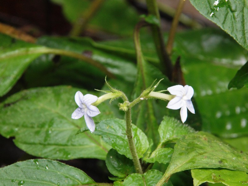 Pseuderanthemum leptorhachis photo 7