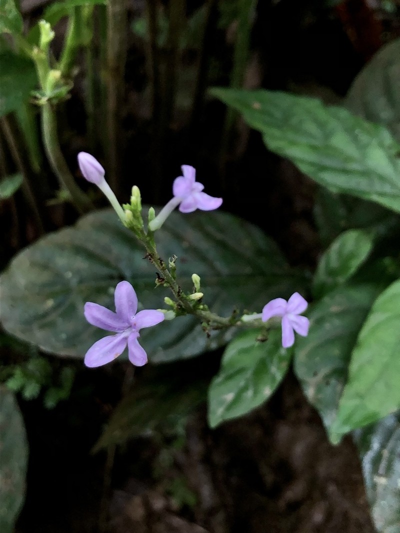 Pseuderanthemum leptorhachis photo 8