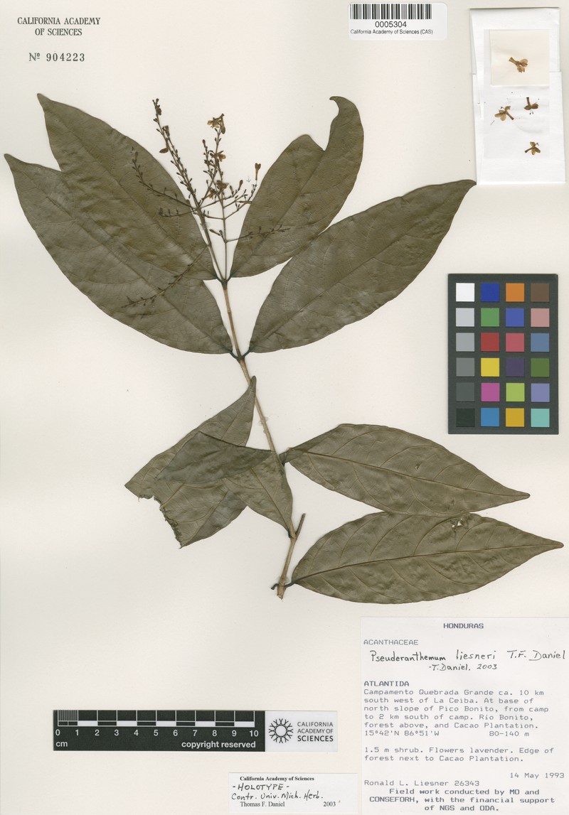 Pseuderanthemum liesneri