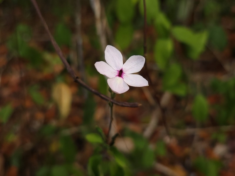 Pseuderanthemum lindavianum