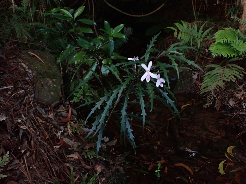 Pseuderanthemum longifolium photo 2