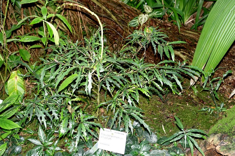 Pseuderanthemum longifolium
