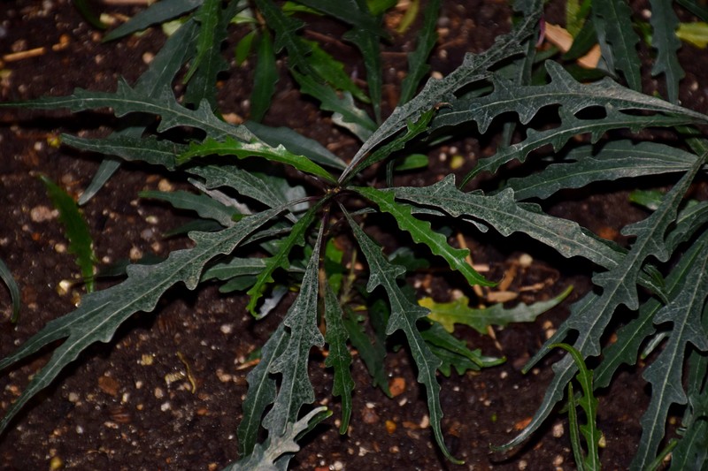 Pseuderanthemum longifolium photo 4