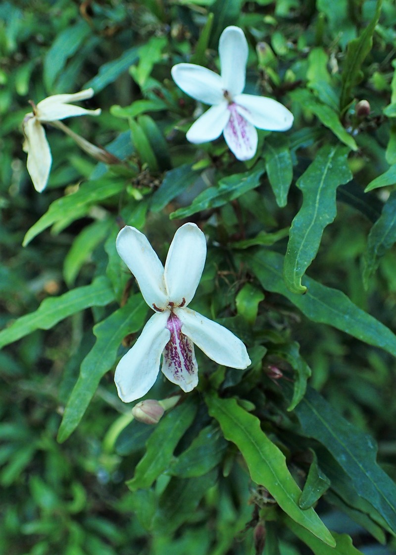 Pseuderanthemum longifolium photo 5